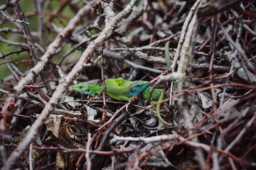 lizard on a tree