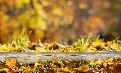 nature autumn background with a rustic treetrunk on a fall leaf meadow in sunshine, empty...