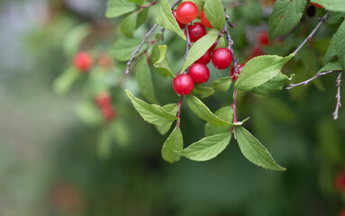 빨갛게 익은 앵두 나뭇가지.