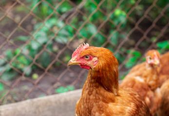Domestic chicken of red breed on a background of green grass in the countryside. Farm management. Animal farm. Chicken.
