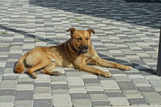 one ordinary Riga-colored dog with a black muzzle lies on the street on a gray concrete slab during the day