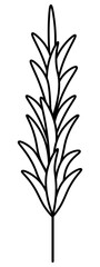 Obraz premium Rosemary. Sketch. A sprig of aromatic spice. Vector illustration. Outline on isolated background. Doodle style. Stem with leaves. Idea for web design, menu.