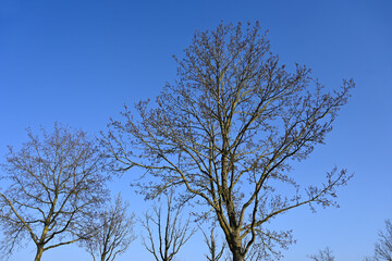 Baum im Frühjahr
