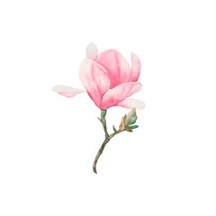 Magnolia watercolor flowers.  A sprig of magnolia. Pink magnolia flower. 