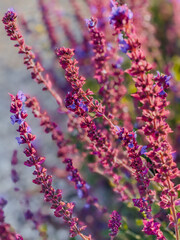 flowers of a lavender