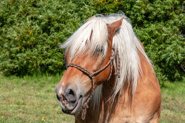 Portrait de cheval de race comtoise en gros plan	