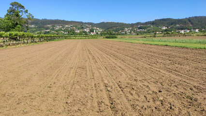 Green corn maize field in early-stage (Leaf Stages (Vn)). Corn agriculture in Lamelas, Portugal. Green nature. Rural field on farmland in spring.