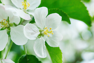 beautiful branch of a flowering apple tree