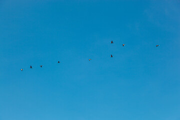 a flock of birds flying in the blue sky