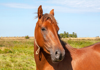 Obraz premium Portait de cheval anglo-arabe de face