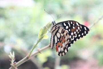 Fototapeta na wymiar butterfly on leaf, papilio demoleus