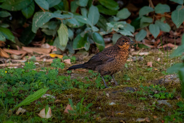 pheasant in the grass