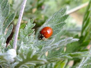 Red ladybug on a green leaf, Close up of a ladybug with green blurred background, ladybird beetle, Macro insect photo