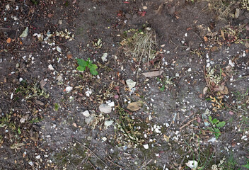 Dirty ground, black sand, green plants and rubble have mixed