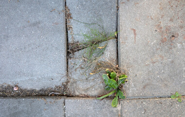 Weed control in the city