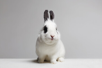 portrait of sweet white rabbit with black ears. fluffy rabbit funny picture