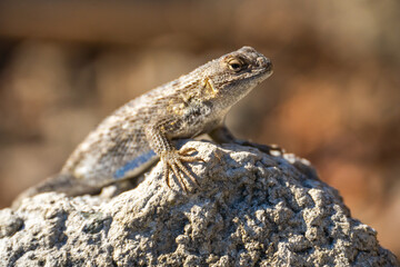 Naklejka na ściany i meble Close-up of Eastern Fence Lizard (Sceloporus undulatus) sitting on a rock. 