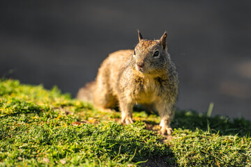 California ground squirrel (Spermophilus beecheyi) in its natural habitat.