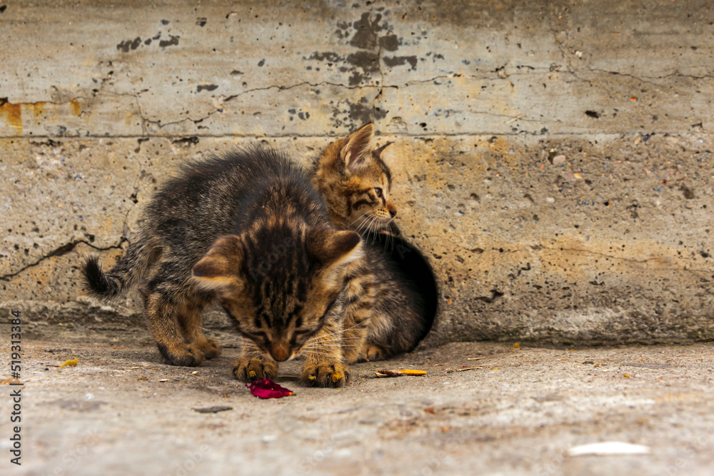 Wall mural adorable kittens playing together. cute Kittens outdoor.
