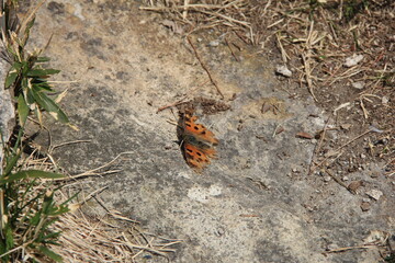 翅がボロボロに破れている「ヒオドシチョウ」