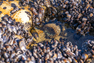 Starburst anemone (Sunburst anemone) in the Pacific Ocean. Close-up of Sea ​​Anemone under the water. 