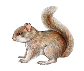 Small cute squirrel realistic illustration. Funny tiny rodent with fluffy fur. Hand drawn forest and park tree wild animal. Funny adorable baby squirrel close up element. White background
