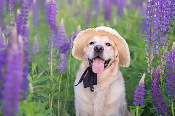A happy dog sits in a field of lupines on a summer day. A golden retriever enjoys a sunset in the lupine flowers.