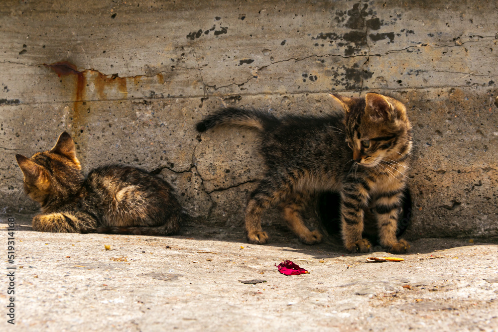 Wall mural adorable kittens playing together. cute Kittens outdoor.
