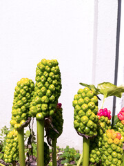 tropical flowers on a white wall background. Plant asthetic wallpaper