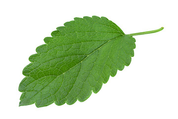 lemon balm herb leaf on white