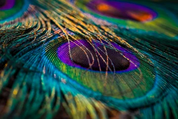 Keuken spatwand met foto peacock feather, Peafowl feather, Bird feather, Colorful feather, feather, feathers, wallpaper, background. © Sunanda Malam