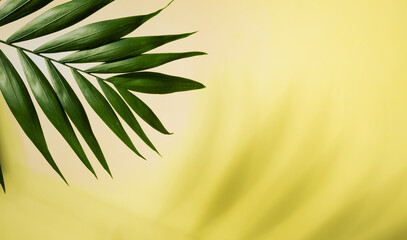 Tropical green palm leaf and shadows on a yellow background. Copy space. Summer backdrop
