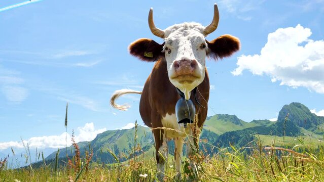 brown cow in Switzerland