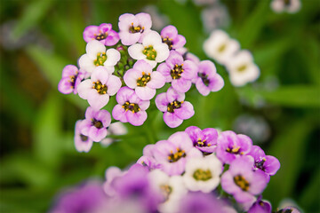 Pink alyssum flower on a green background close-up
