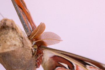 Luxurious large butterfly got out of the cocoon and dries its wings. Attacus atlas
