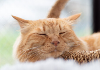 眠る猫　茶トラ猫