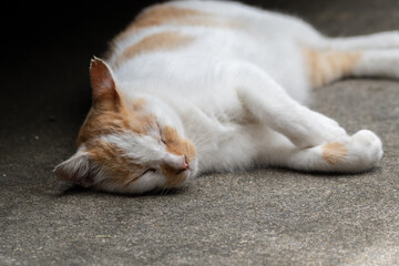 Fototapeta na wymiar 眠る猫　茶白猫