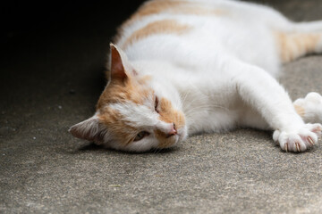 Fototapeta na wymiar 眠る猫　茶白猫