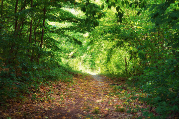 hiking trail in the wild forest, beautiful summer landscape, bright sunlight through the trees