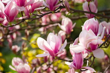 magnolia tree blossom background. pink flower on the branch in summer. natural soft bokeh of a botanical garden