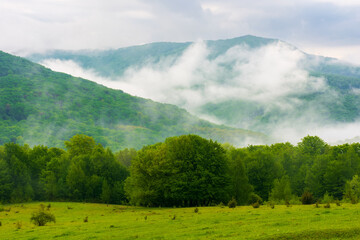 mountainous countryside at foggy sunrise. wonderful nature scenery in spring with deciduous trees on grassy hills. mist above the rolling hills and valley beneath a cloudy sky