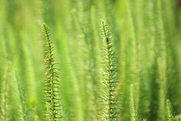 Fototapeta na wymiar Green marsh plants growing in dry summer season