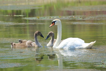 Swans family feeding in the low water lake