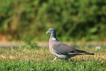 Naklejka na ściany i meble Common wood pigeon on meadow