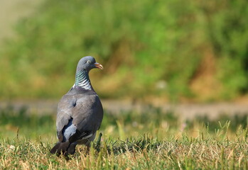 Common wood pigeon on meadow