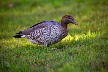 duck in the grass