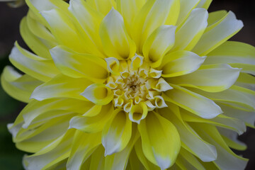 Tender striped white and lemon zest, yellow dahlia blooming in the dutch flower garden in summer, close up and macro