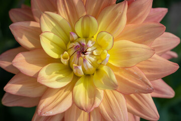 Salmon pink orange dahlia melody dora blooming in the dutch flower garden in summer, close up and macro