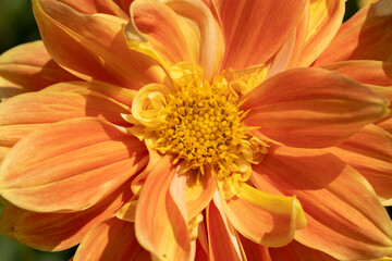 Orange apricot dahlia's blooming in the dutch flower garden in summer, close up and macro
