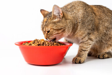 Fototapeta na wymiar The cat eats dry food from a red bowl. White background.